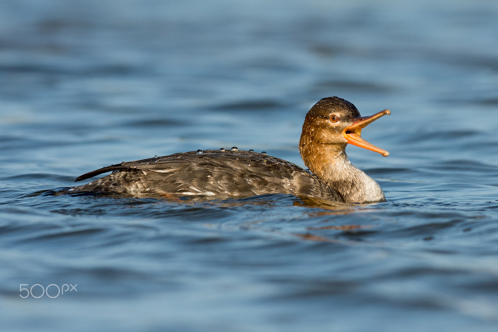 Nikon D7200 + Nikon AF-S Nikkor 300mm F2.8G ED VR II sample photo. Merganser on the attack photography