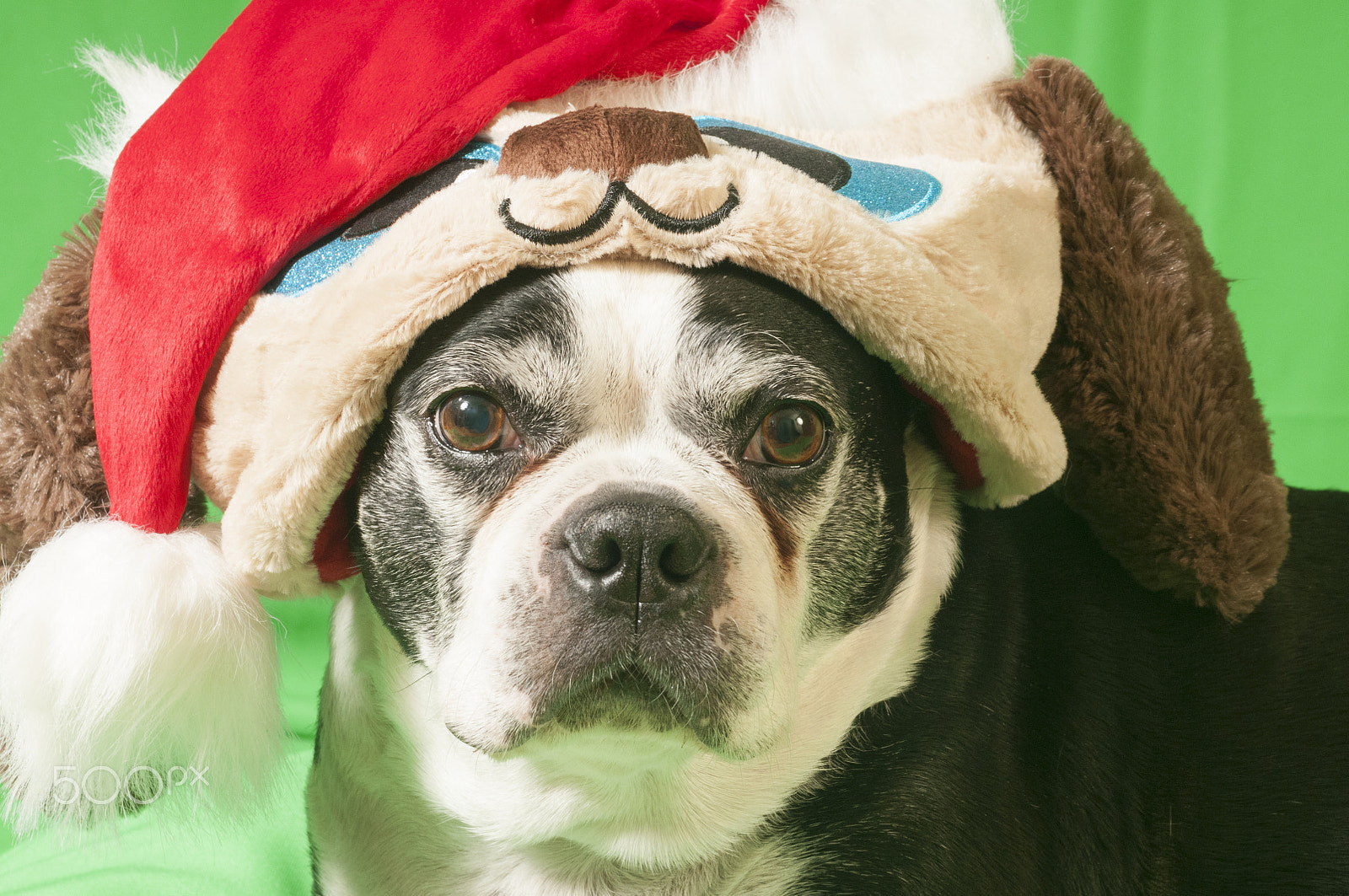 Nikon D300 + AF Zoom-Nikkor 35-70mm f/2.8D sample photo. Holiday dog photography