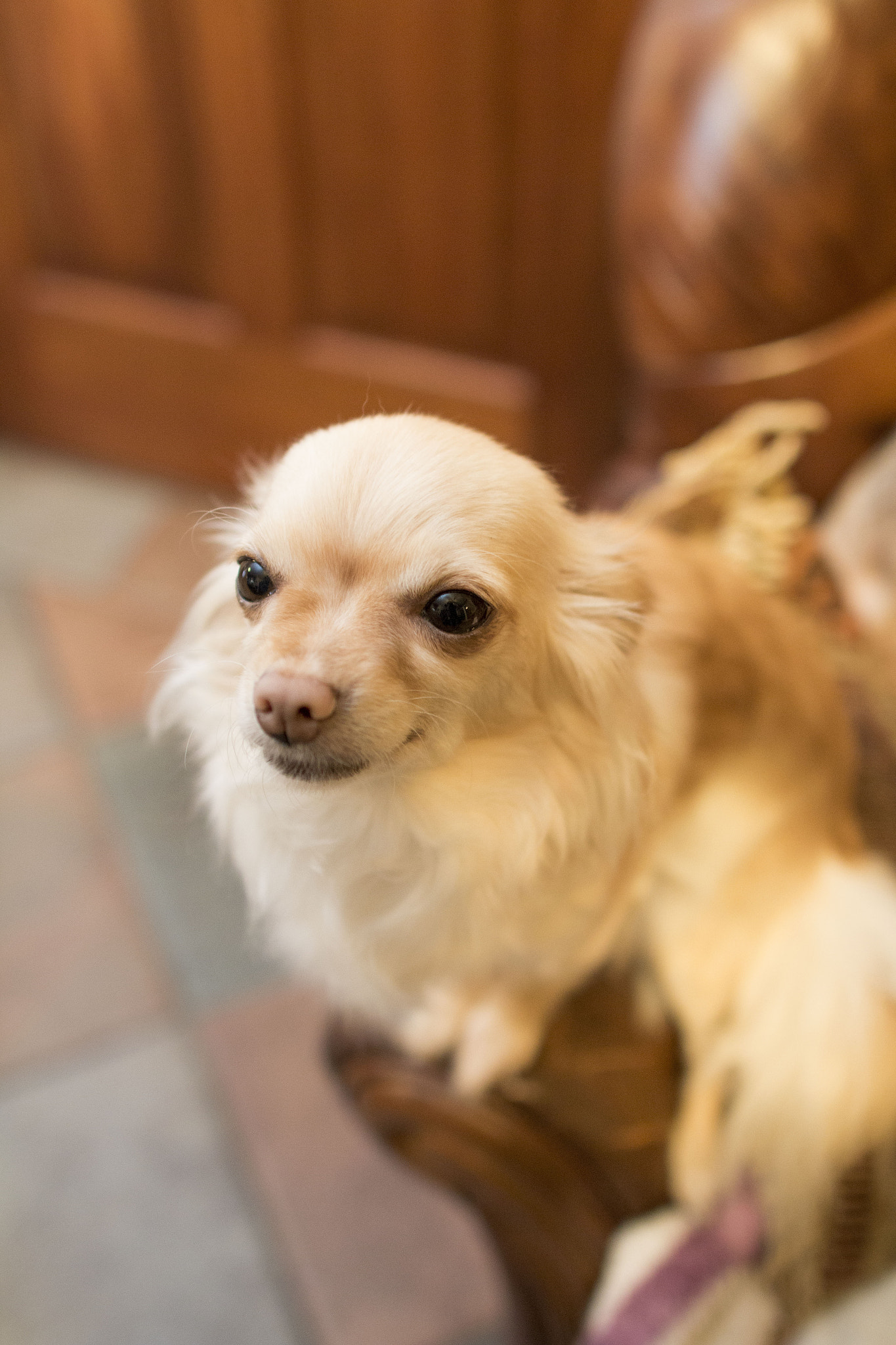 Canon EF 24mm F1.4L II USM sample photo. Daisy photography