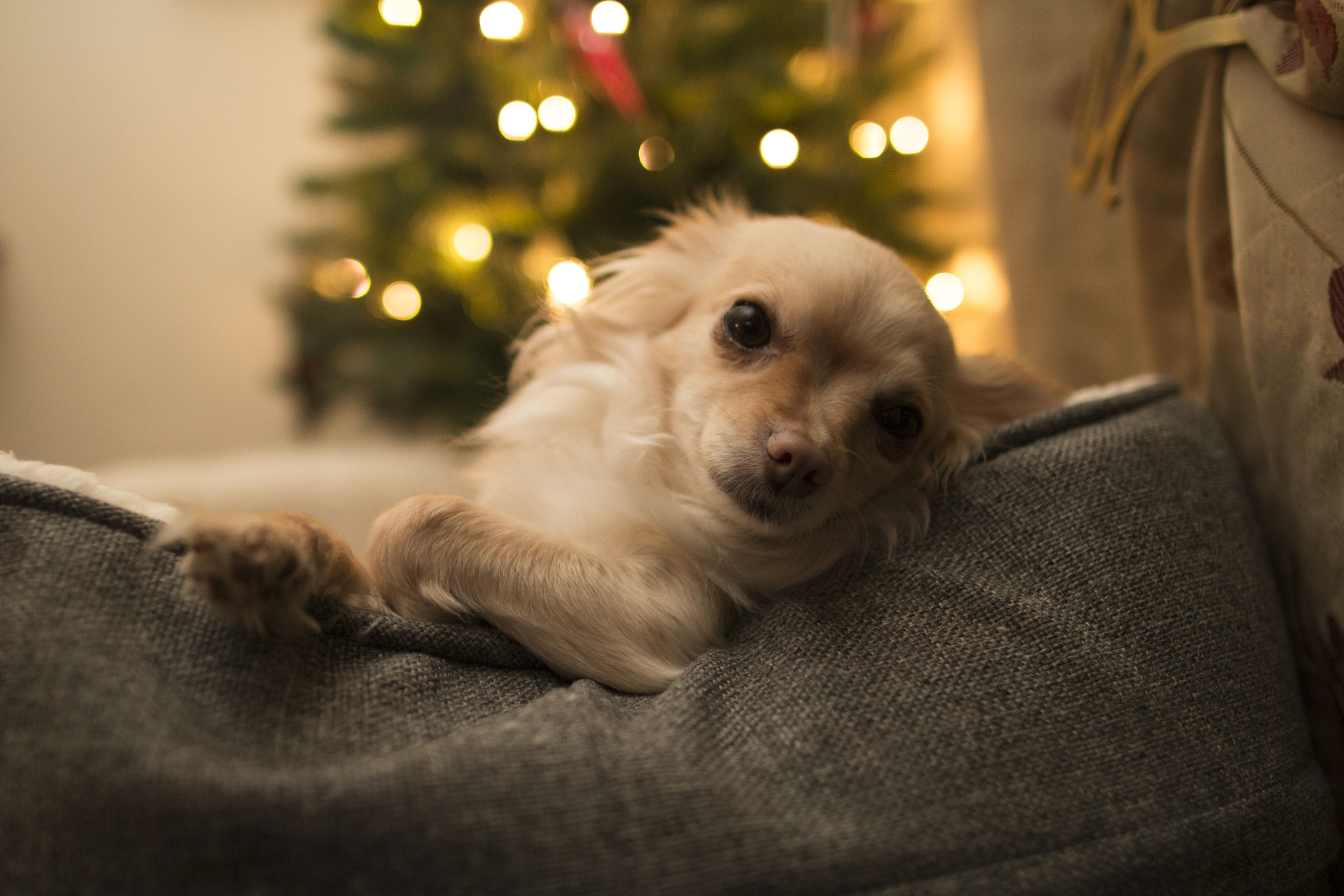 Canon EOS 70D + Canon EF 24mm F1.4L II USM sample photo. Daisy by the tree photography