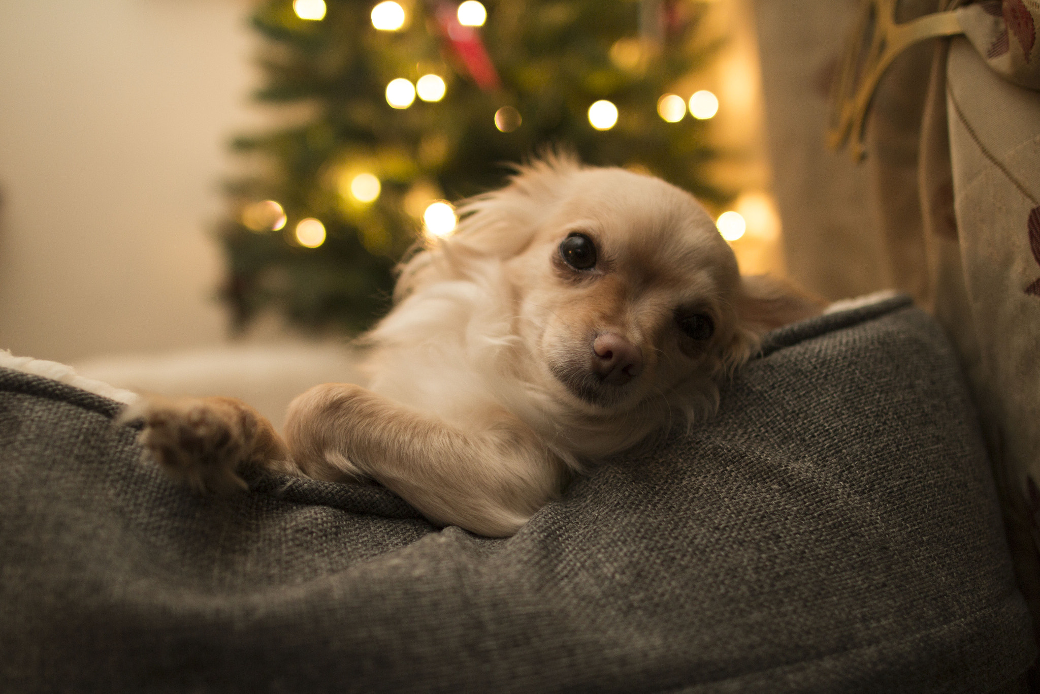 Canon EF 24mm F1.4L II USM sample photo. Daisy by the tree photography
