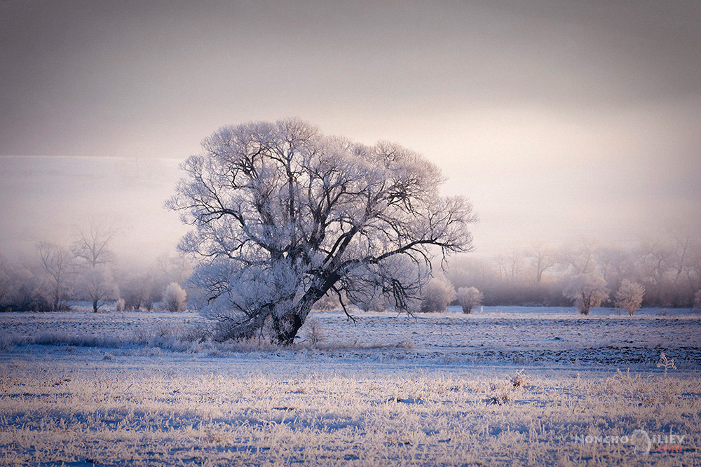 Canon EOS 60D + Sigma 100-300mm f/4 sample photo. Frozen morning photography