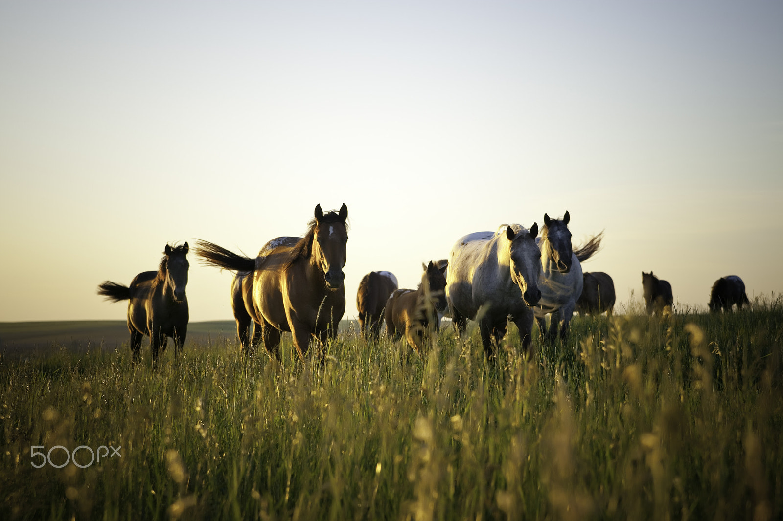 Canon EOS-1D Mark III sample photo. Horse whisperer photography