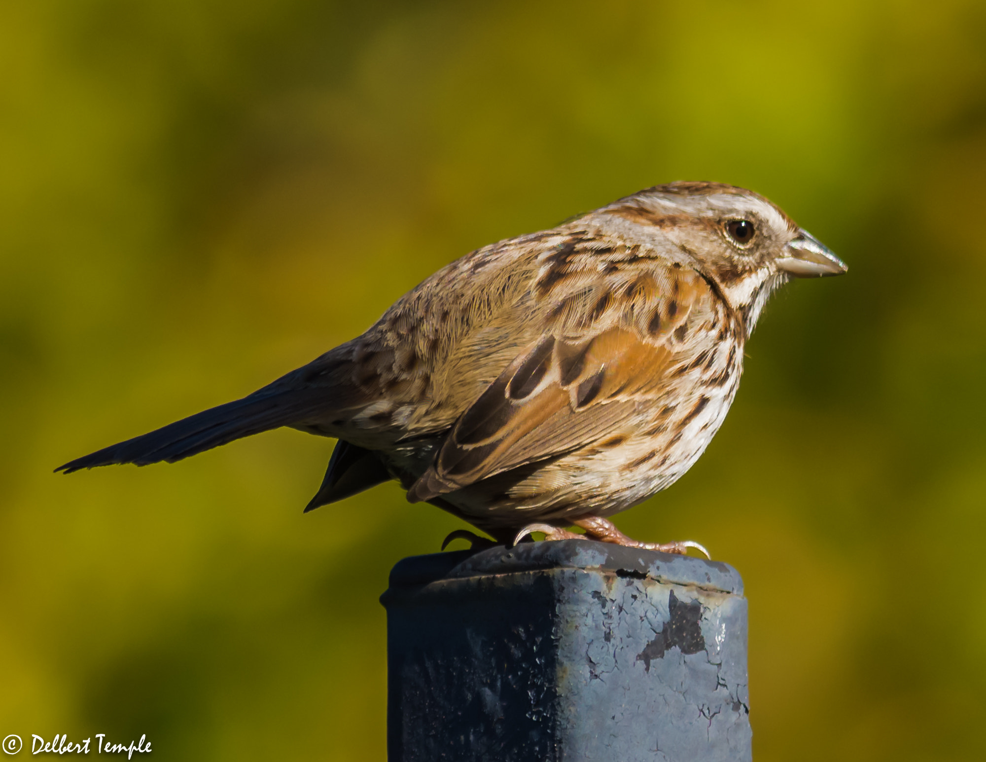 Nikon AF-S Nikkor 300mm F2.8G ED VR II sample photo. Dsc_4493.jpg photography