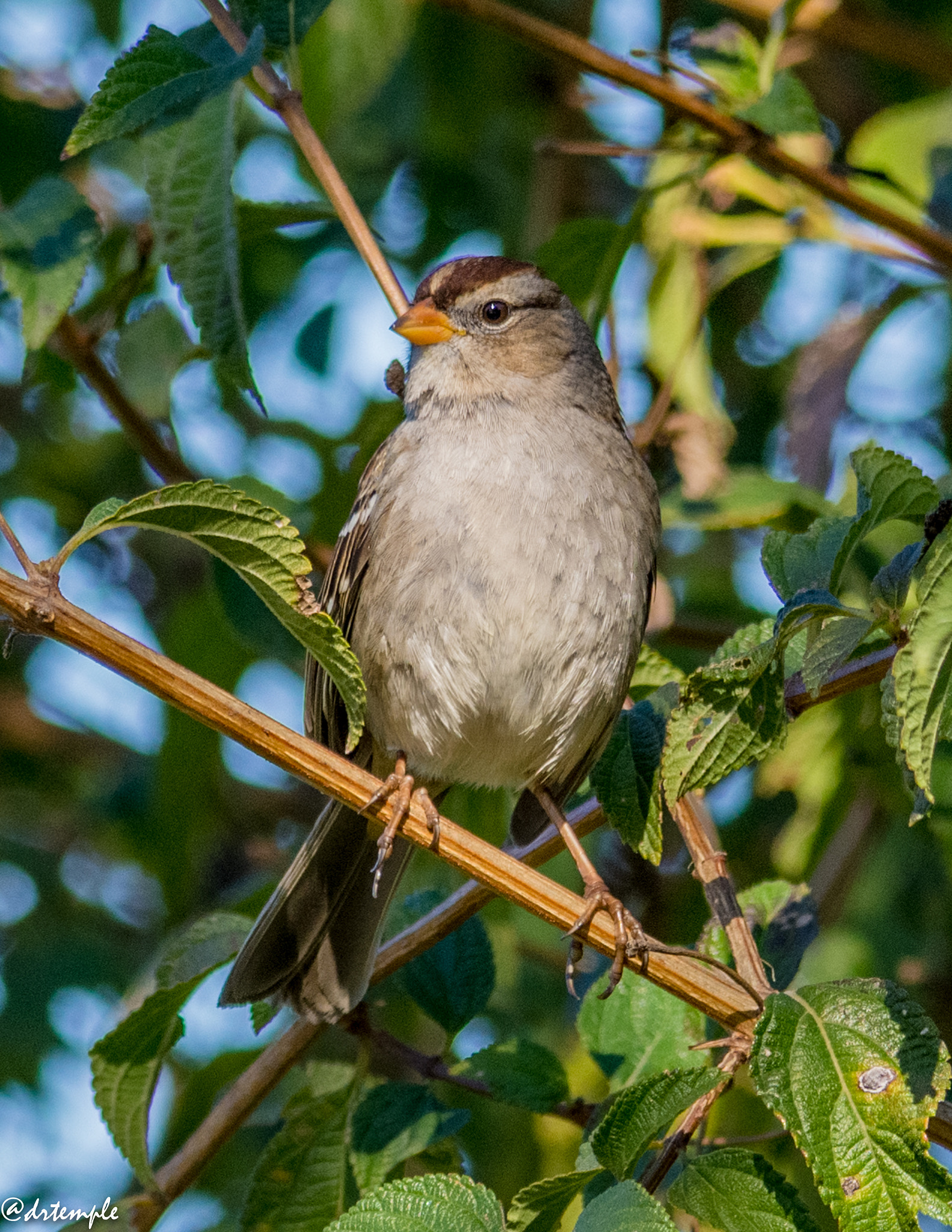 Nikon AF-S Nikkor 300mm F2.8G ED VR II sample photo. Dsc_4460.jpg photography