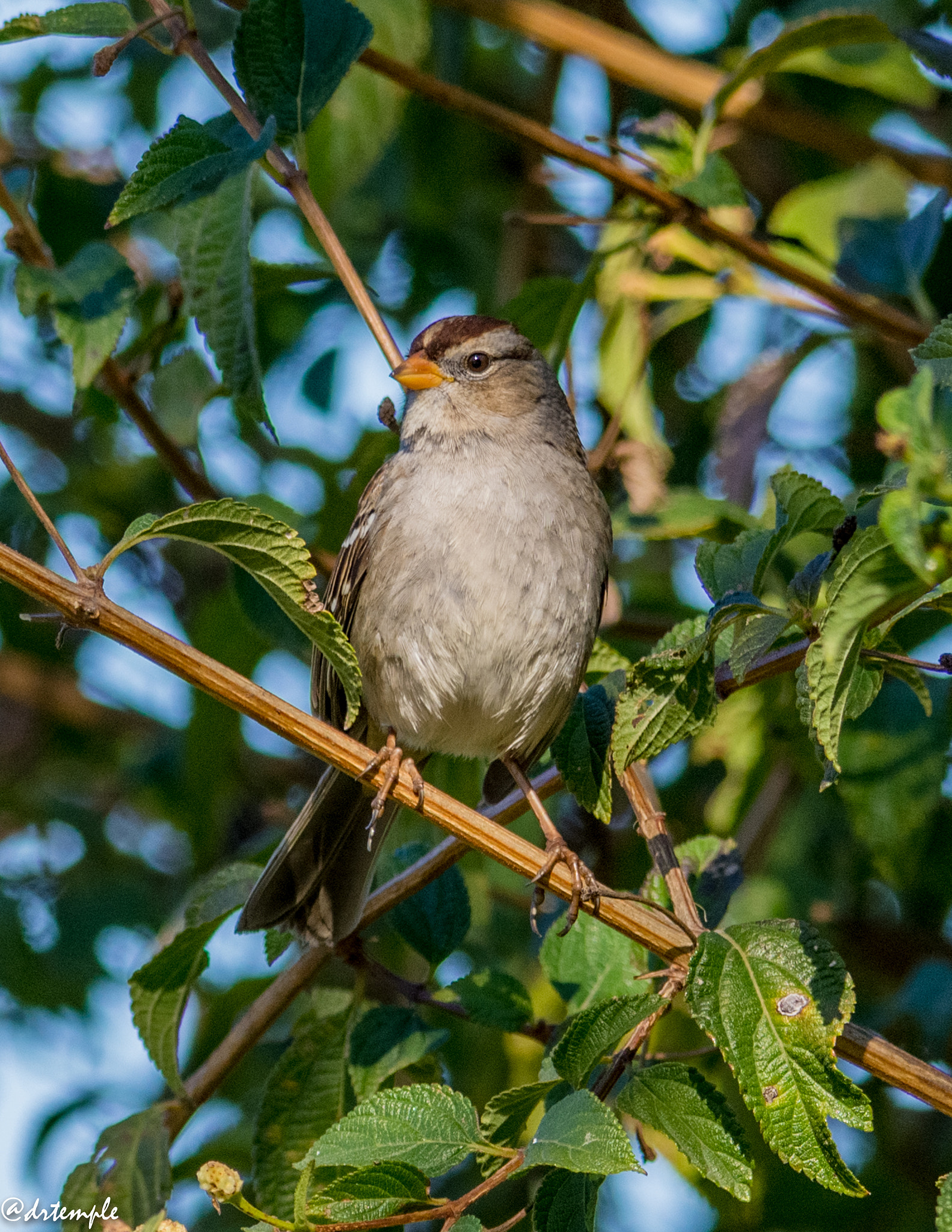 Nikon AF-S Nikkor 300mm F2.8G ED VR II sample photo. Dsc_4459.jpg photography