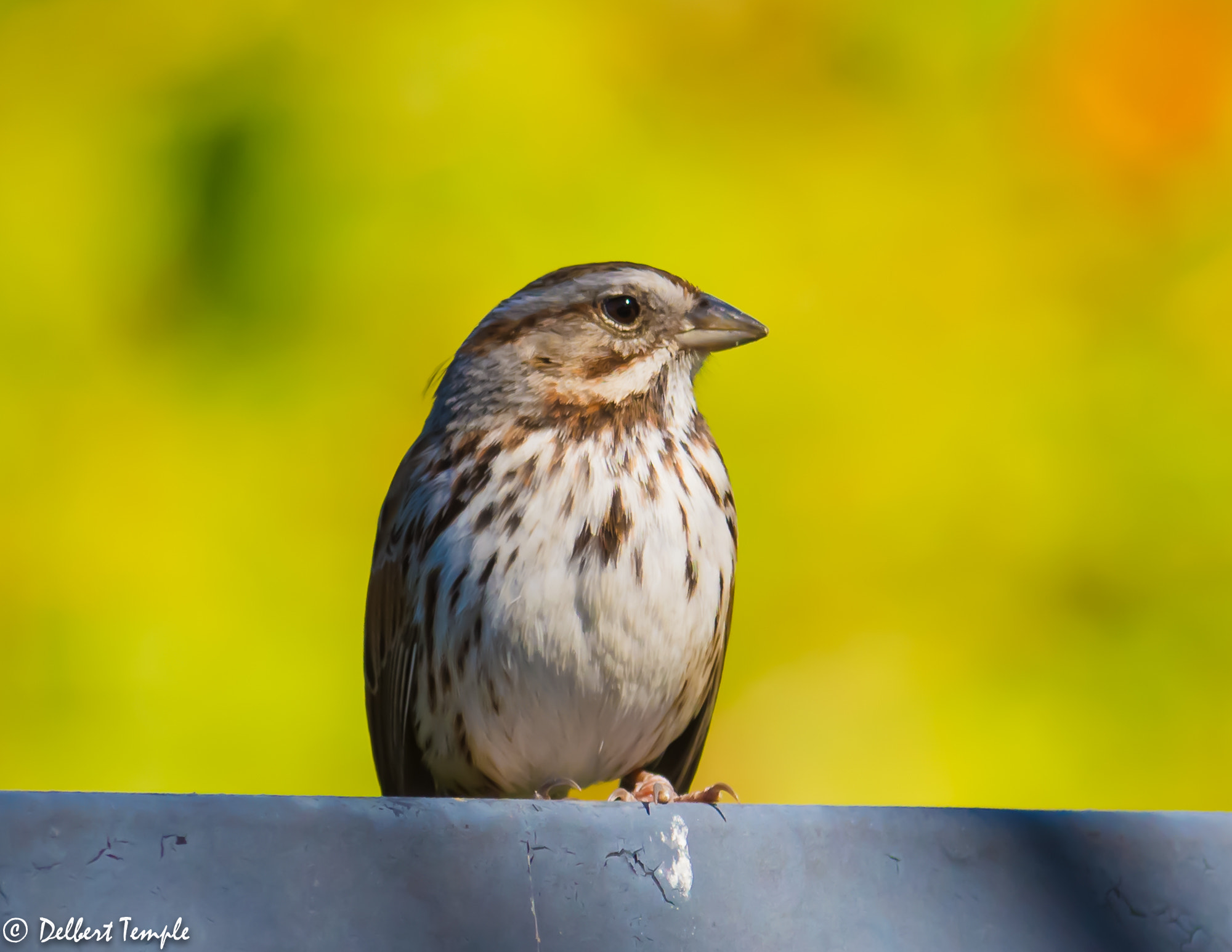 Nikon D7200 + Nikon AF-S Nikkor 300mm F2.8G ED VR II sample photo. Dsc_4488.jpg photography