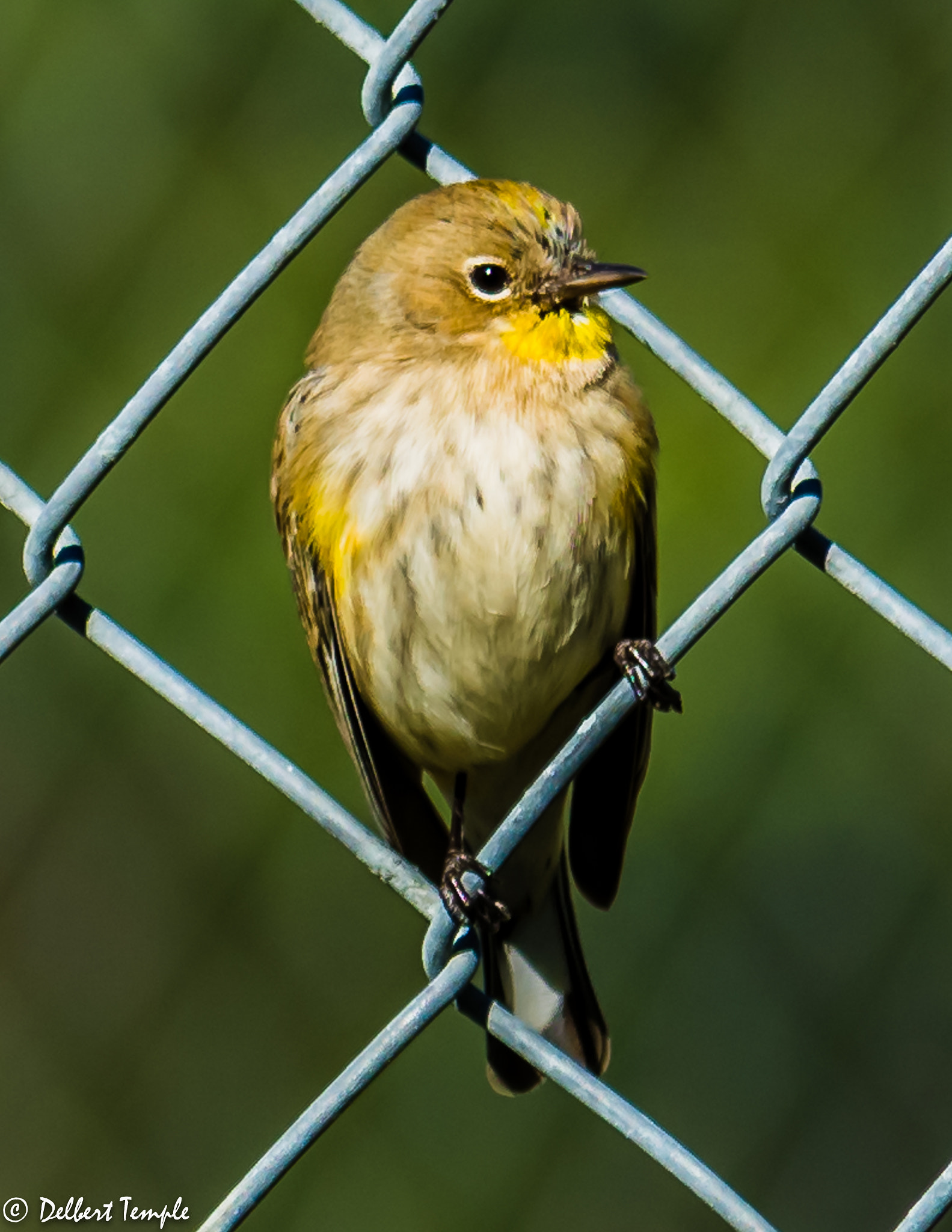 Nikon D7200 + Nikon AF-S Nikkor 300mm F2.8G ED VR II sample photo. Dsc_4475.jpg photography