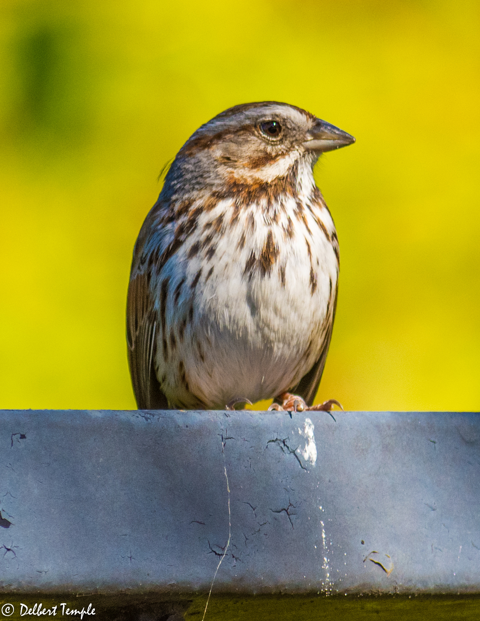 Nikon AF-S Nikkor 300mm F2.8G ED VR II sample photo. Dsc_4489.jpg photography