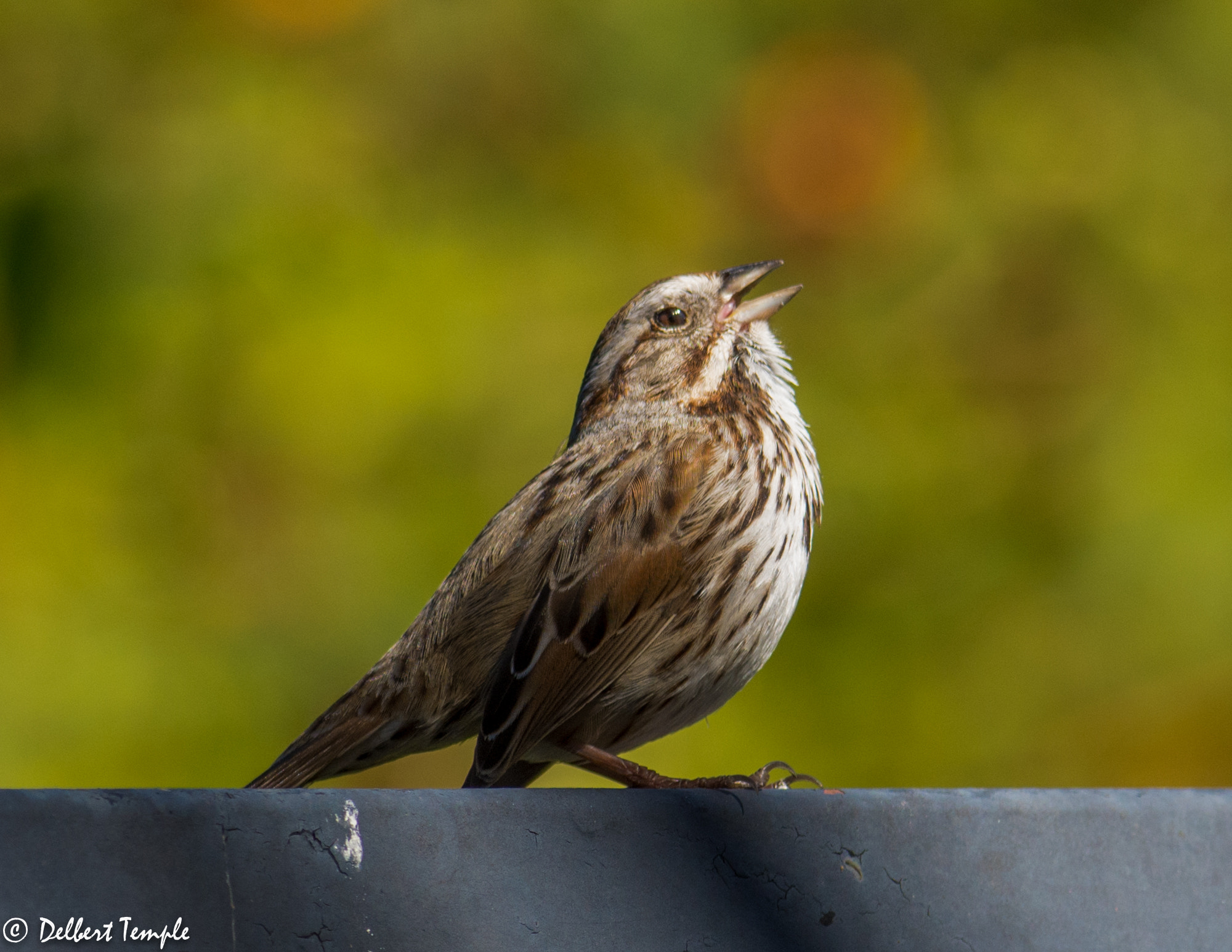 Nikon AF-S Nikkor 300mm F2.8G ED VR II sample photo. Dsc_4490.jpg photography