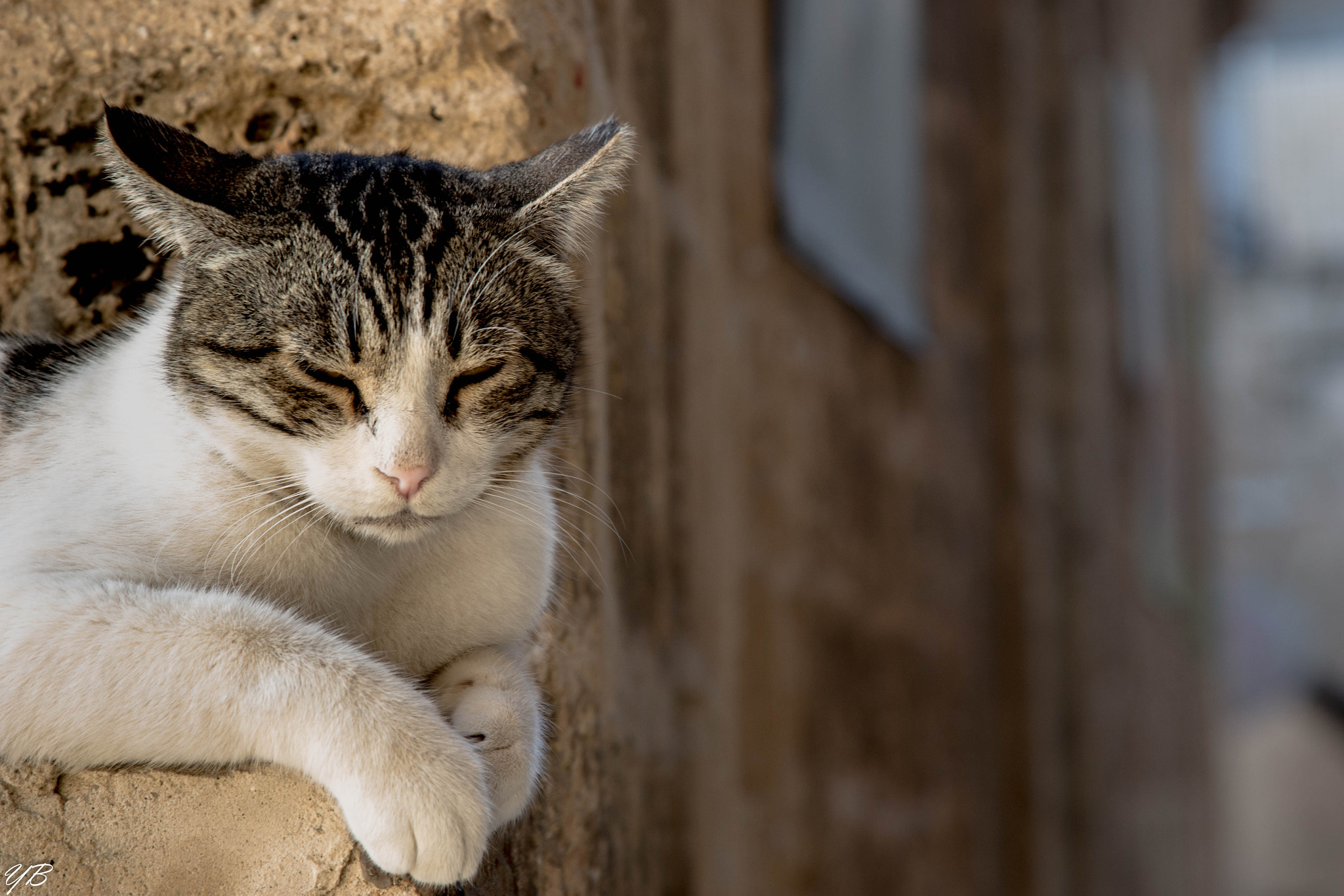 Canon EOS 100D (EOS Rebel SL1 / EOS Kiss X7) sample photo. Cat at old jaffa photography