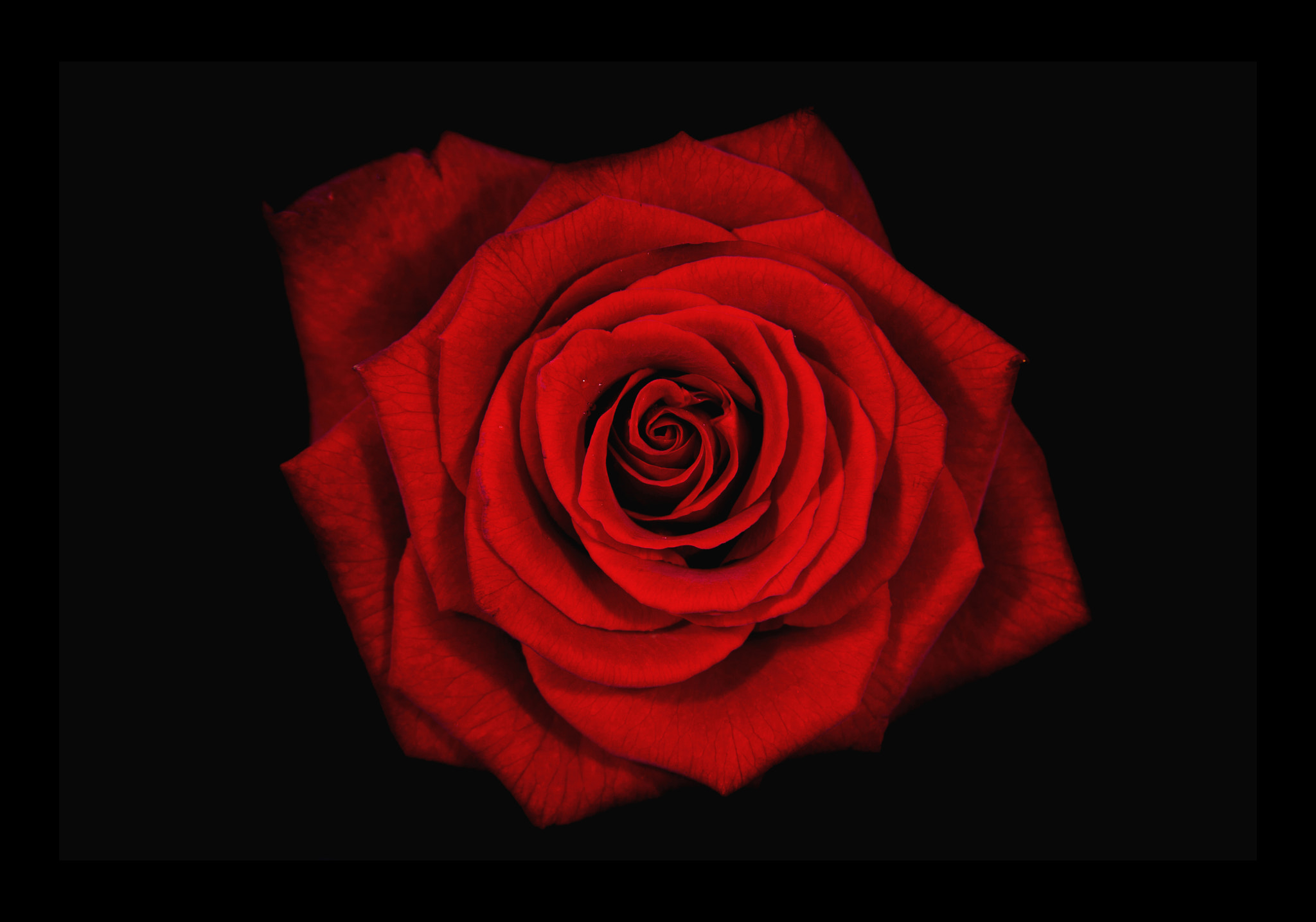 Sigma 70-200mm F2.8 EX DG OS HSM sample photo. Rose with droplet photography