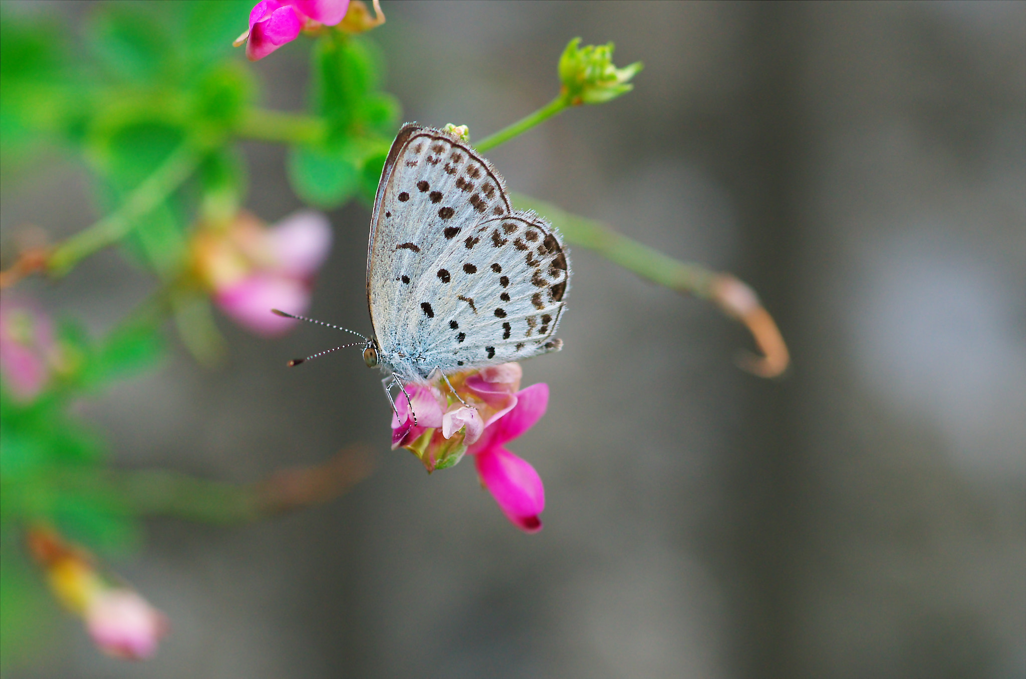 Pentax smc D-FA 100mm F2.8 Macro WR sample photo. The silver-studded blue photography