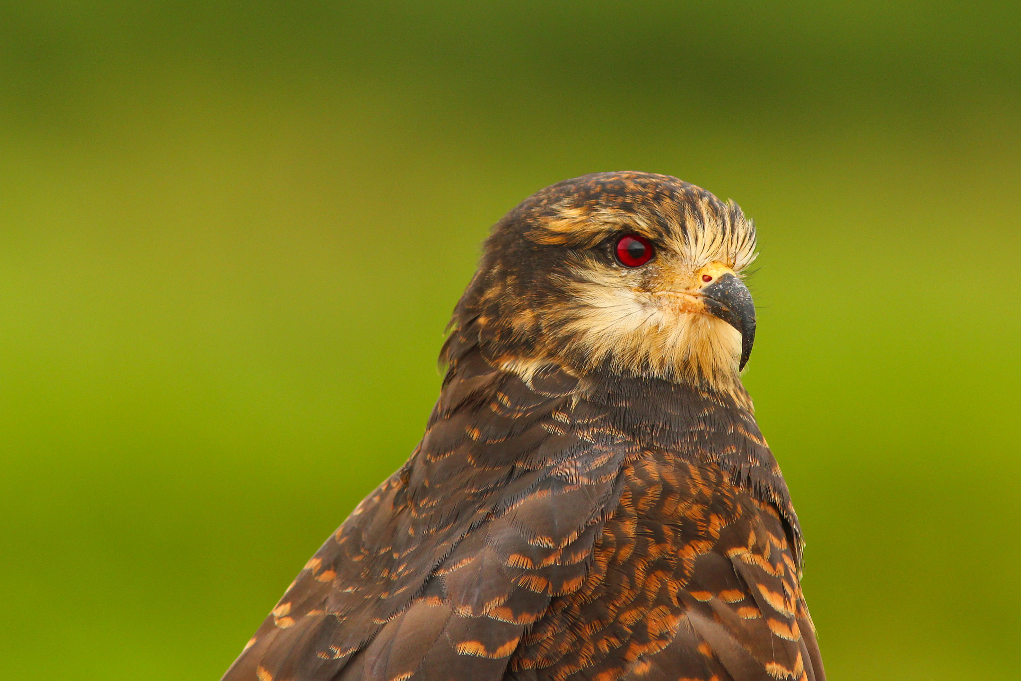 Canon EF 300mm F4L IS USM sample photo. Rostrhamus sociabilis photography
