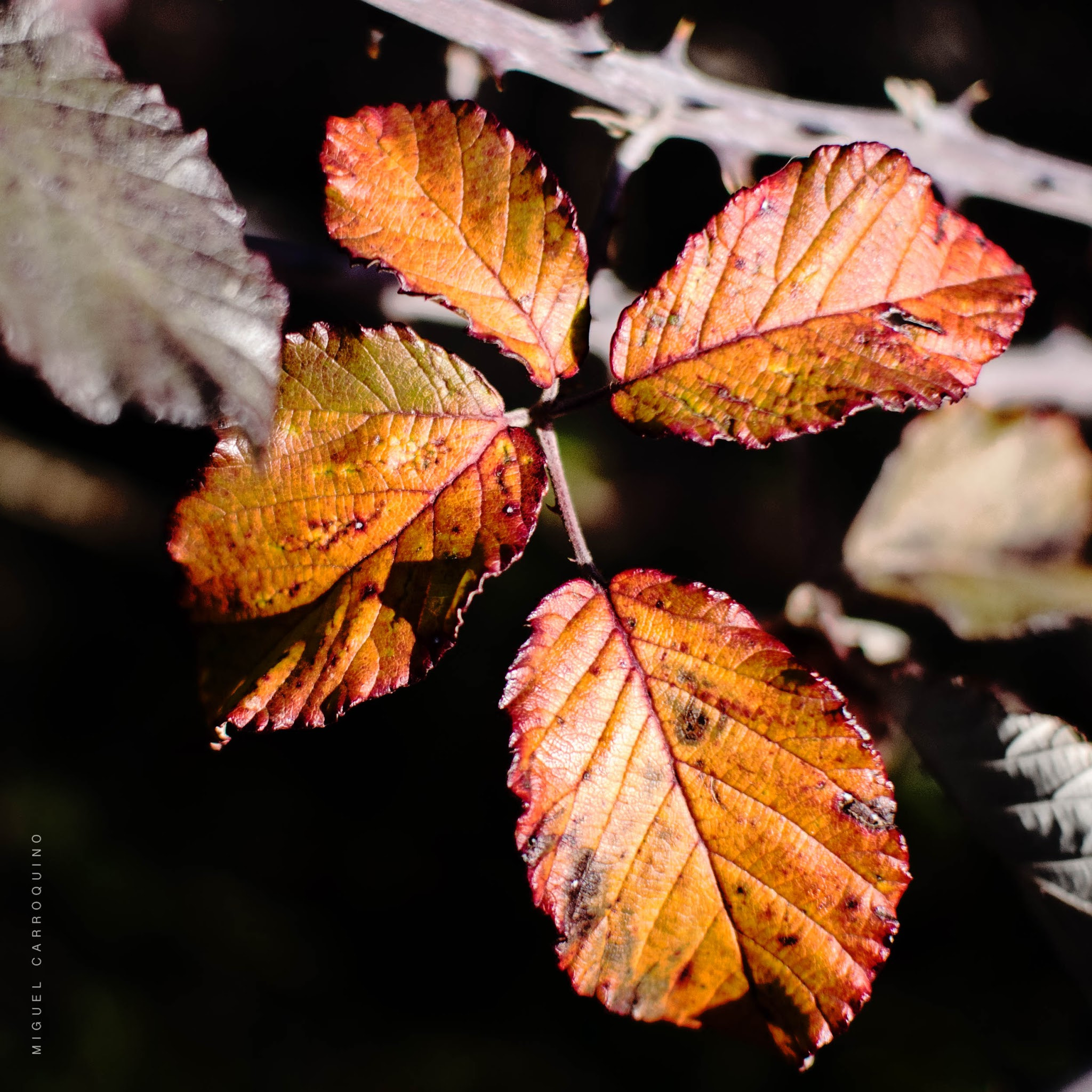 Olympus PEN E-PM2 sample photo. Leaves photography