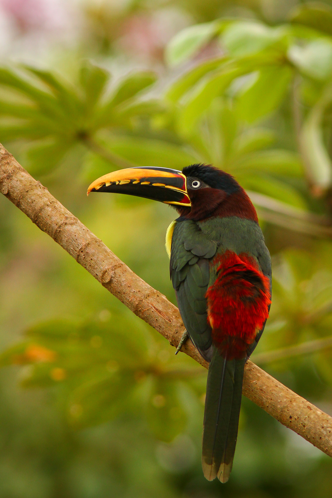 Canon EF 300mm F4L IS USM sample photo. Pteroglossus castanotis photography