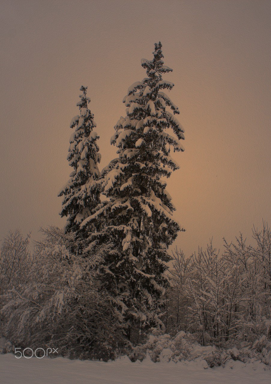 Ricoh Caplio R30 sample photo. Winter's tale photography