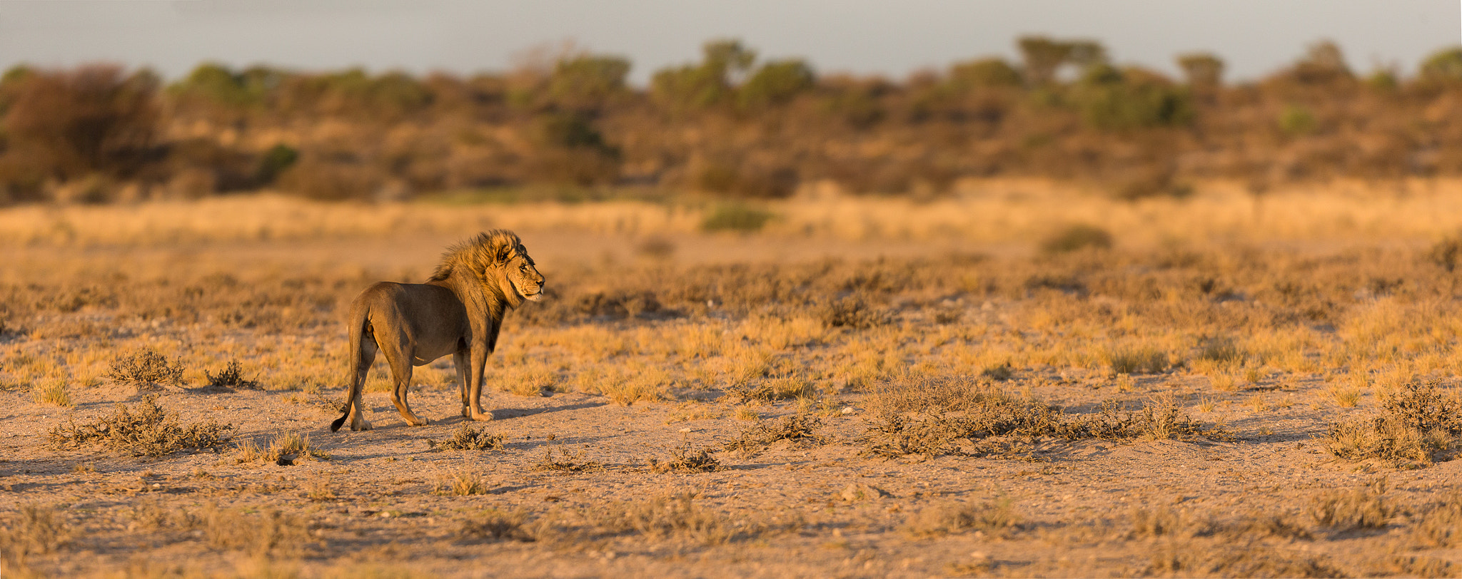 Canon EF 400mm F2.8L IS USM sample photo. Kalahari male photography