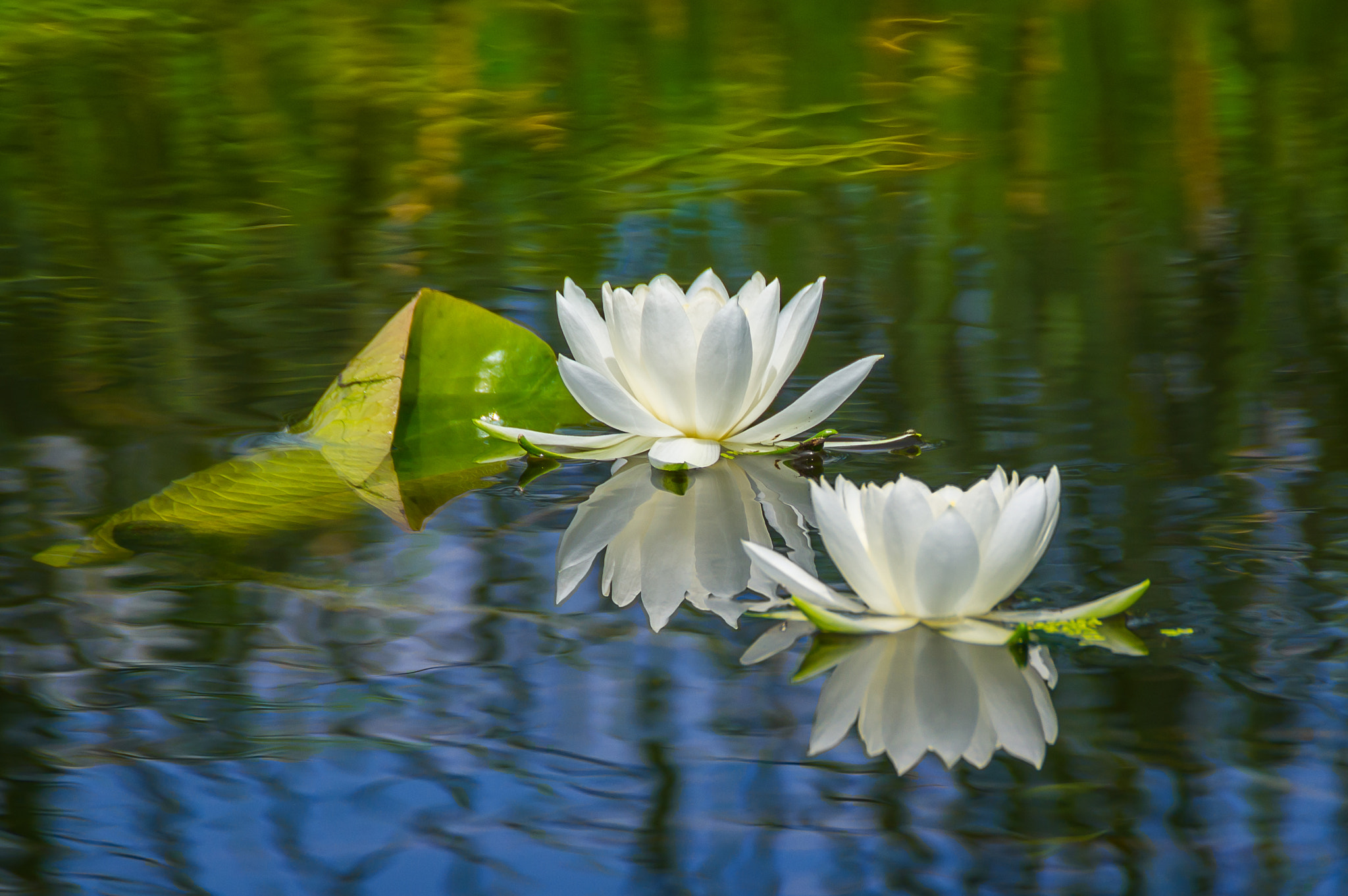 Sony SLT-A55 (SLT-A55V) sample photo. Water lily pair, minnesota photography