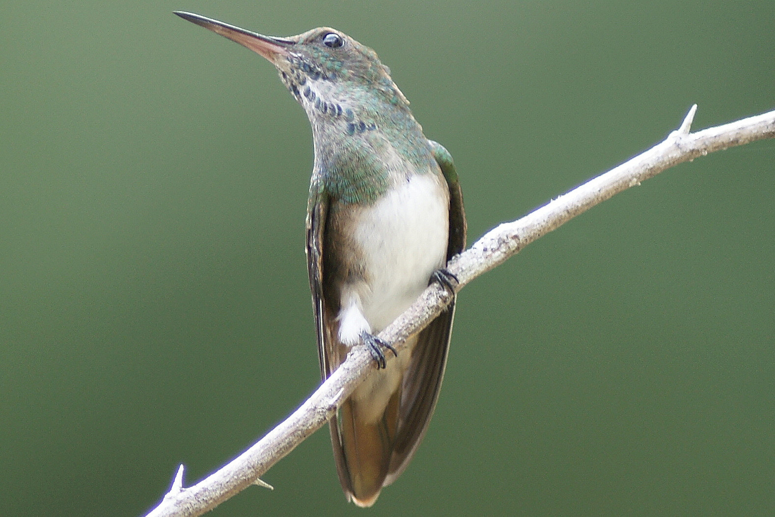 Minolta AF 600mm F4 HS-APO G sample photo. Hummingbird photography