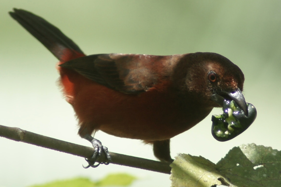Sony Alpha DSLR-A900 + Minolta AF 200mm F2.8 HS-APO G sample photo. Female red-backed tanager photography