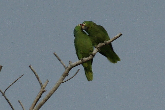 Sony Alpha DSLR-A900 + Minolta AF 200mm F2.8 HS-APO G sample photo. Green parrots kiss good night photography