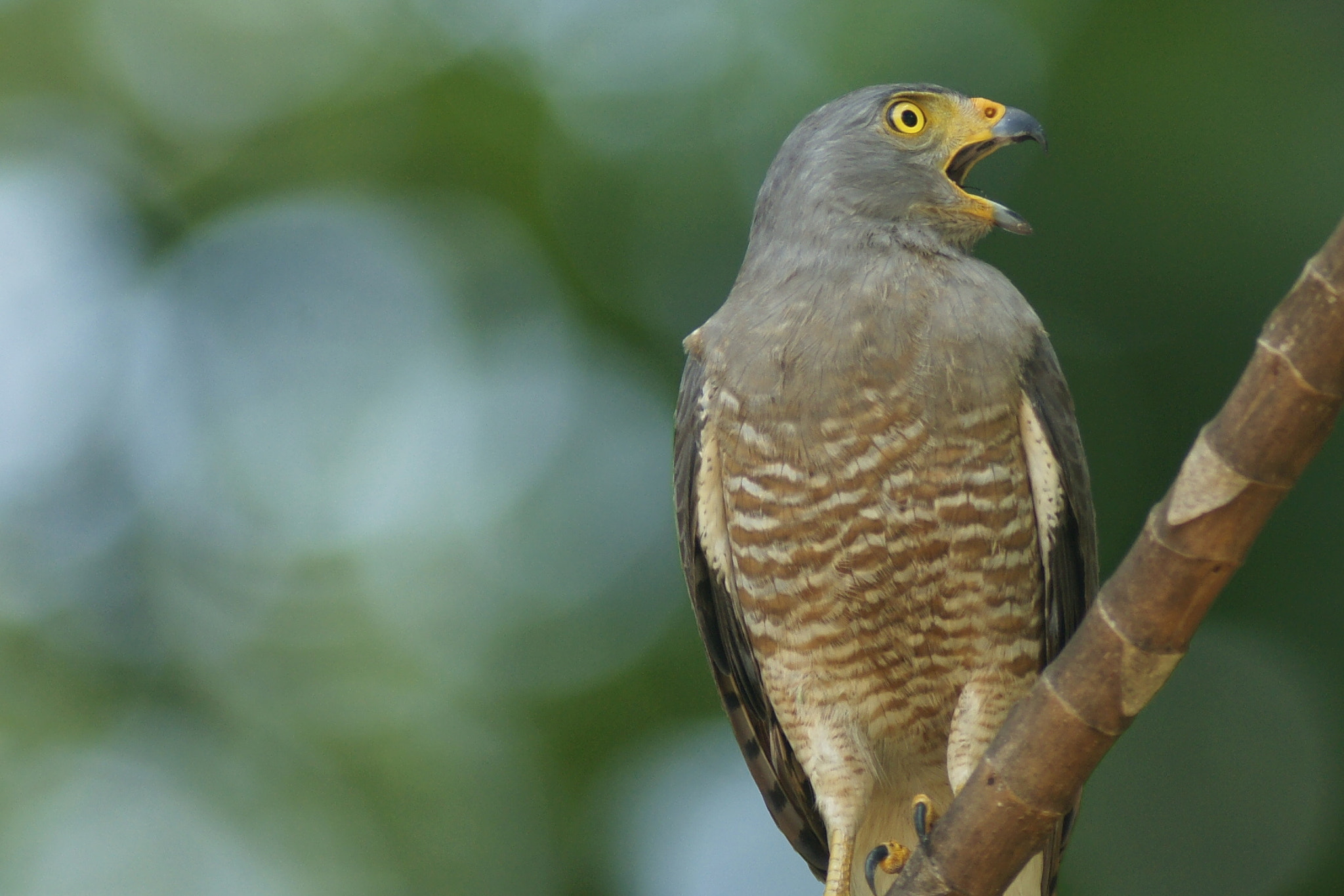 Minolta AF 600mm F4 HS-APO G sample photo. Roadside hawk photography