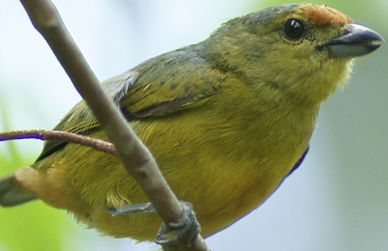 Sony Alpha DSLR-A900 + Minolta AF 200mm F2.8 HS-APO G sample photo. Mangrove warbler photography