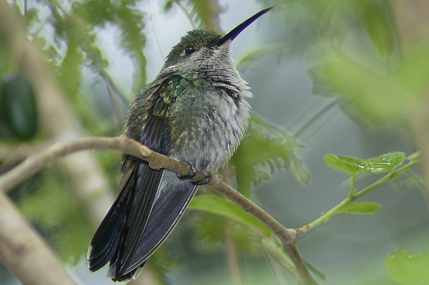 Sony Alpha DSLR-A900 + Minolta AF 200mm F2.8 HS-APO G sample photo. Young hummingbird photography