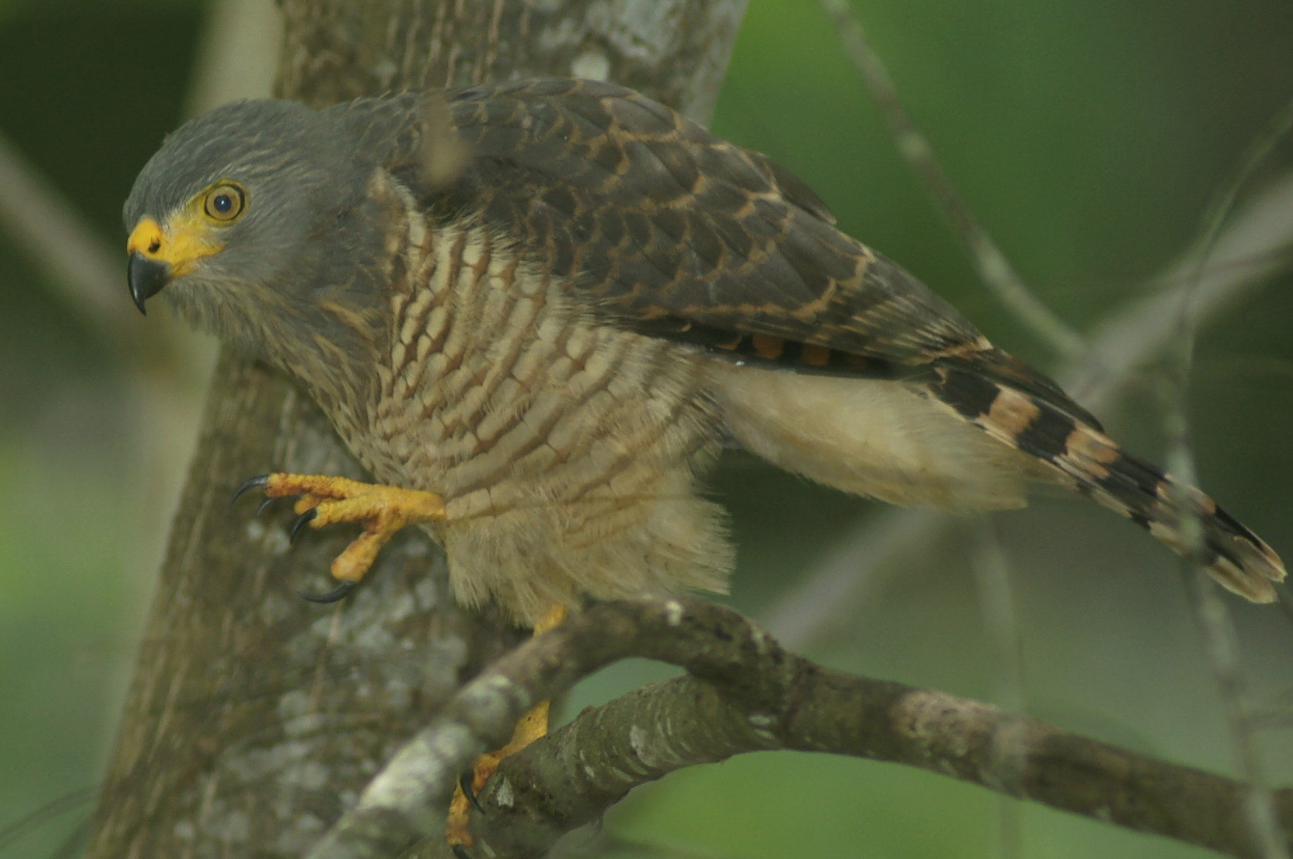 Minolta AF 600mm F4 HS-APO G sample photo. Roadside hawk photography