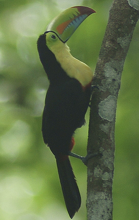 Minolta AF 600mm F4 HS-APO G sample photo. Keel-billed toucan photography