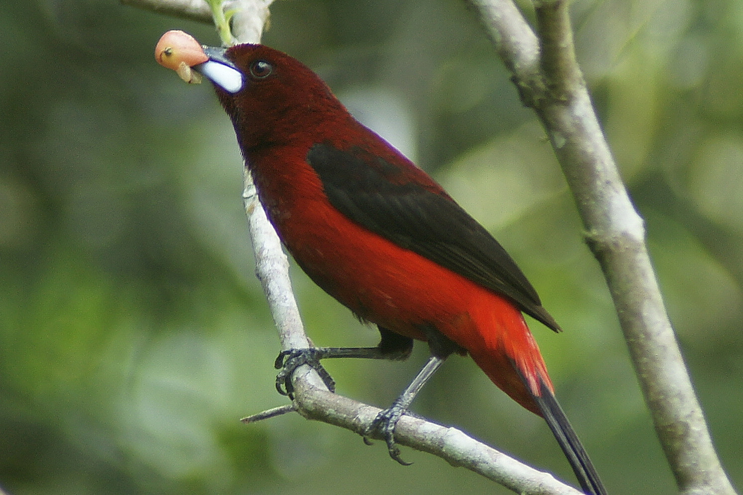 Sony Alpha DSLR-A900 + Minolta AF 600mm F4 HS-APO G sample photo. Red-backed tanager photography