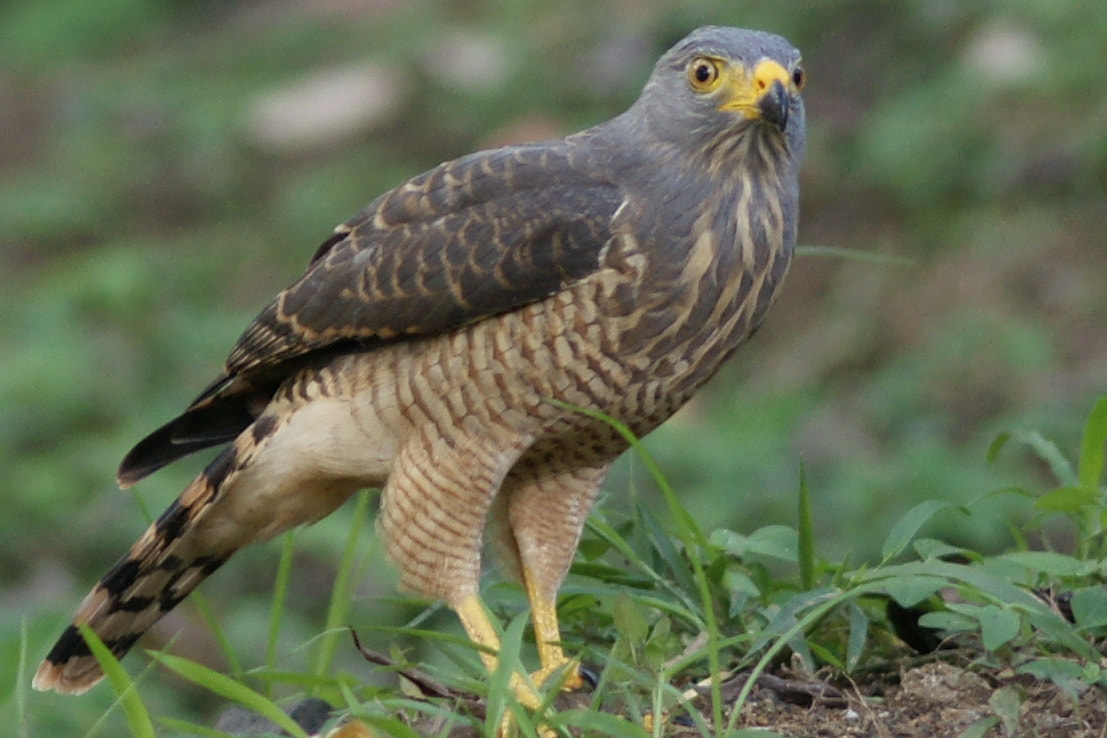 Sony Alpha DSLR-A900 + Minolta AF 200mm F2.8 HS-APO G sample photo. Roadside hawk photography