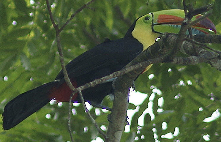 Sony Alpha DSLR-A900 + Minolta AF 200mm F2.8 HS-APO G sample photo. Keel-billed toucan photography