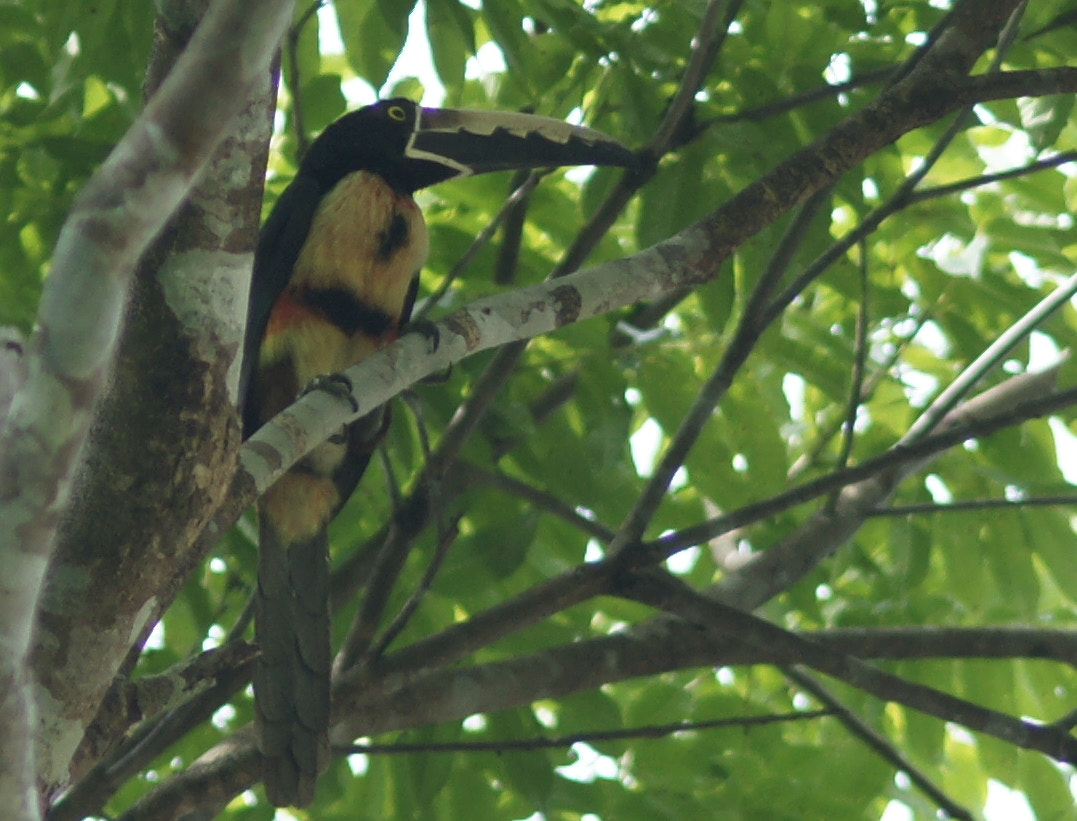 Sony Alpha DSLR-A900 + Minolta AF 200mm F2.8 HS-APO G sample photo. Aracari photography