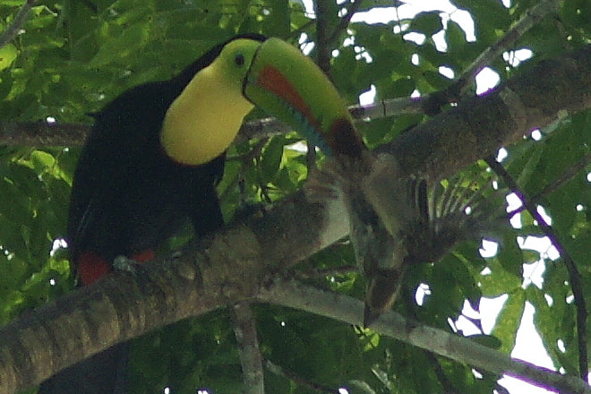 Sony Alpha DSLR-A900 + Minolta AF 200mm F2.8 HS-APO G sample photo. Keel-billed toucan photography