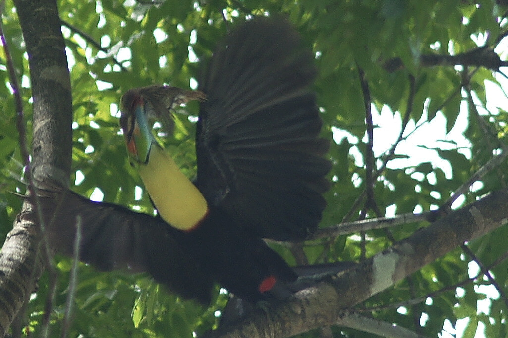 Sony Alpha DSLR-A900 + Minolta AF 200mm F2.8 HS-APO G sample photo. Keel-billed toucan photography