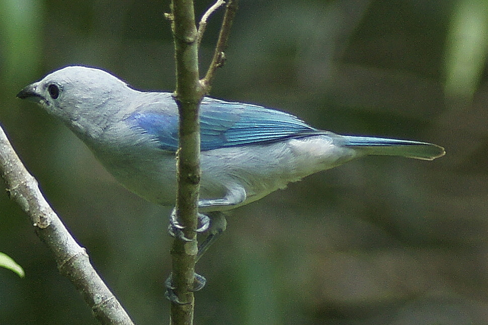 Minolta AF 600mm F4 HS-APO G sample photo. Gray blue tanager photography