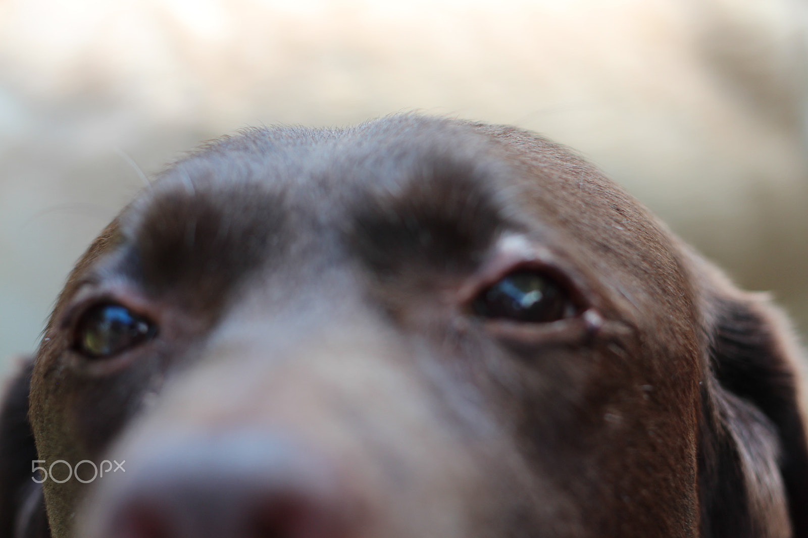 Canon EOS M + Canon EF 50mm F1.8 II sample photo. It's all in the eyes. photography