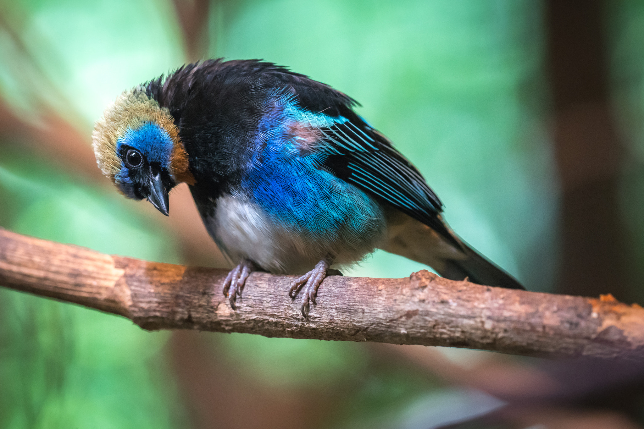 Sony 70-300mm F4.5-5.6 G SSM sample photo. __golden hooded tanager - costa rica__ photography