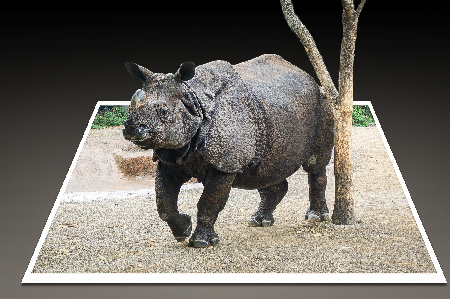 AF Zoom-Nikkor 28-80mm f/3.3-5.6G sample photo. Clyde the black rhino cincinnati zoo photography