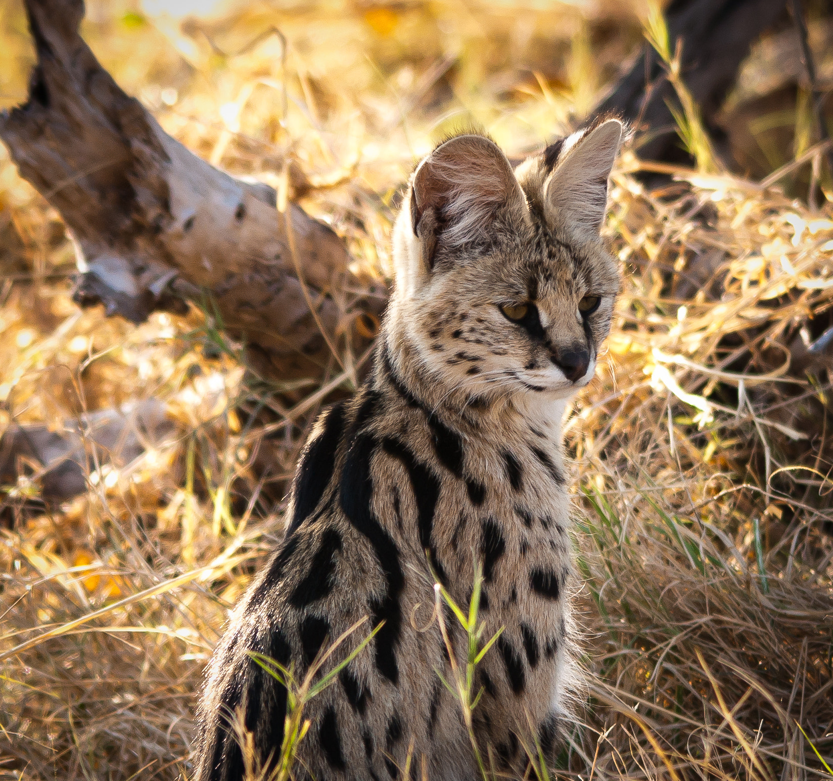 Pentax K-7 + Sigma 150-500mm F5-6.3 DG OS HSM sample photo. Serval watching, listening, in the grass photography