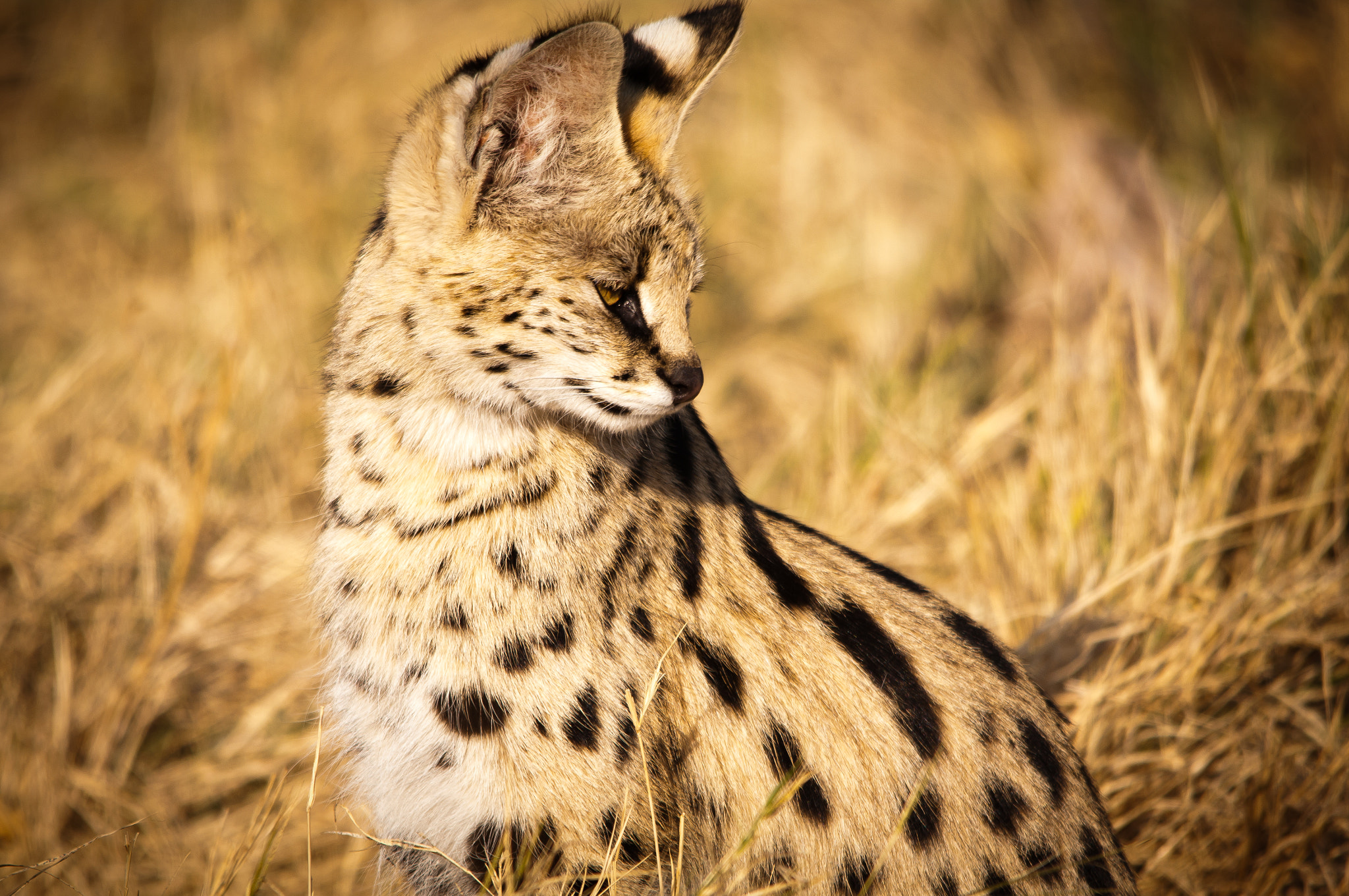 Sigma 150-500mm F5-6.3 DG OS HSM sample photo. Serval watching, listening, in the grass photography