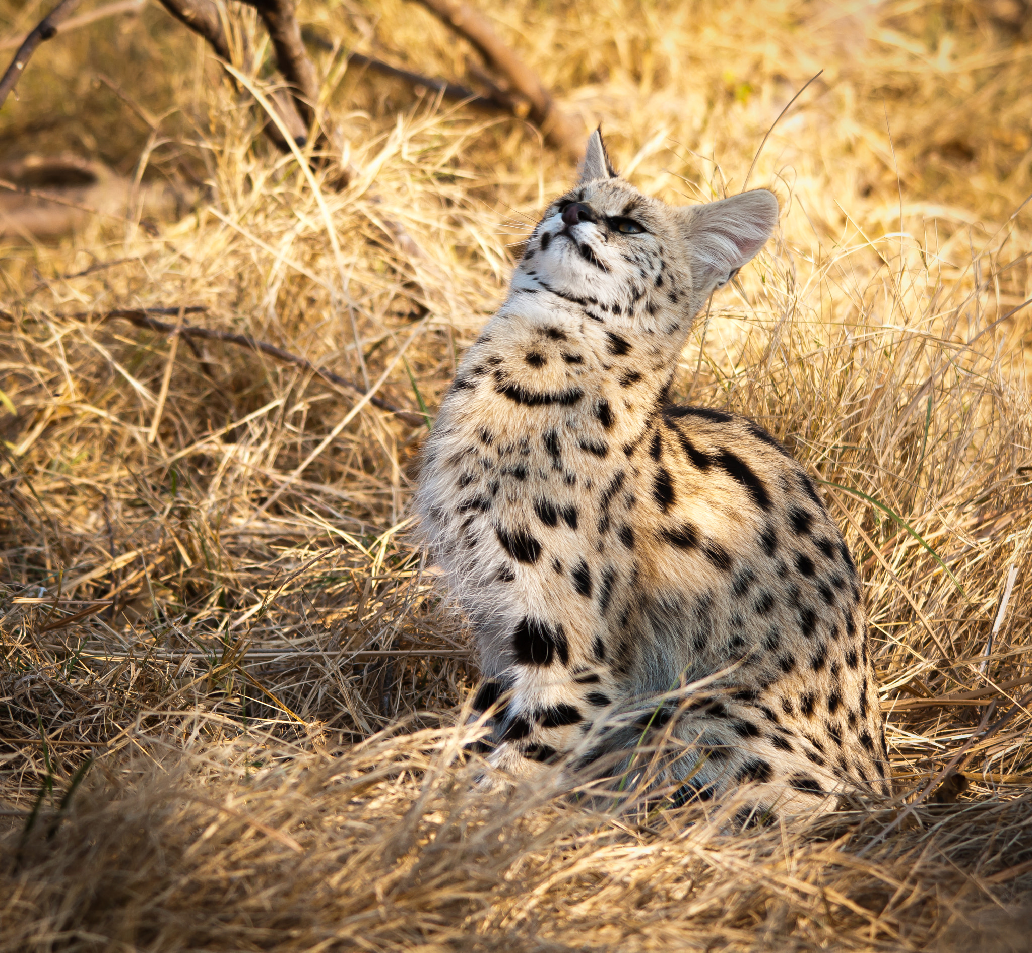 Pentax K-7 sample photo. Serval watching, listening, in the grass photography