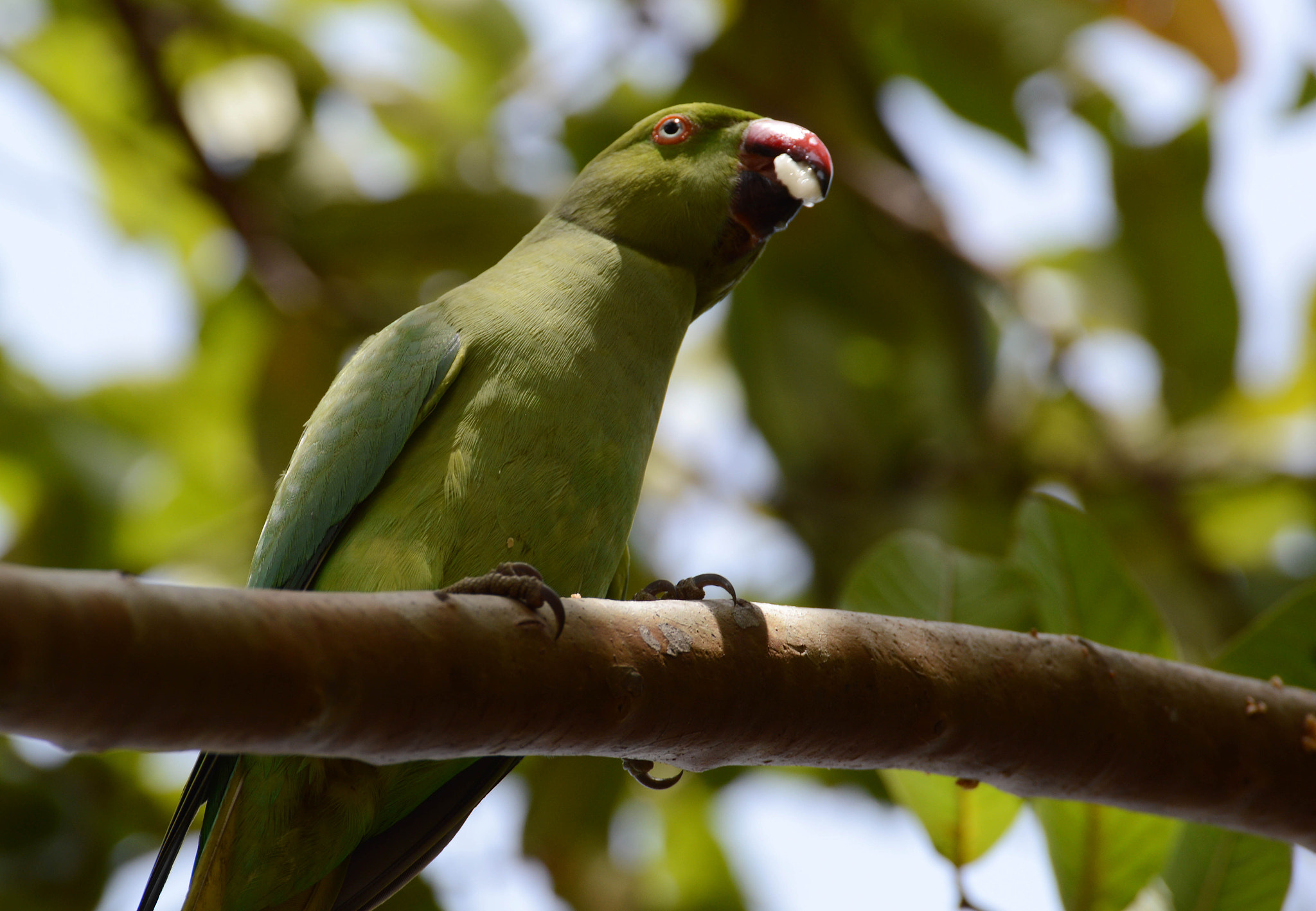 Nikon D3200 + PC Micro-Nikkor 85mm f/2.8D sample photo. Rose ringed parakeet photography