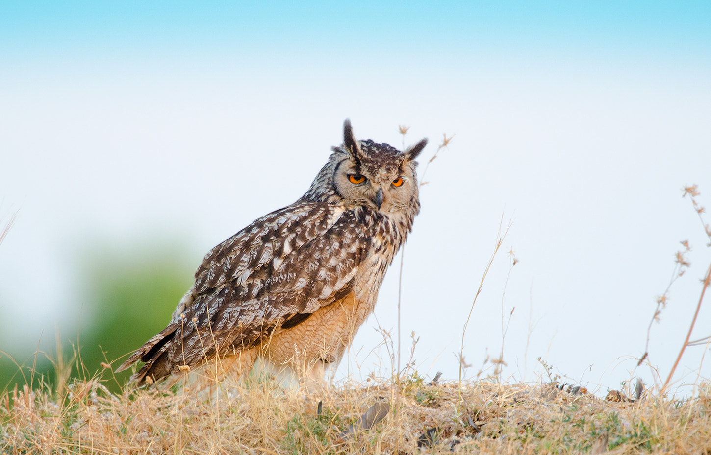 Nikon AF-S Nikkor 500mm F4G ED VR sample photo. Rock eagle owl photography