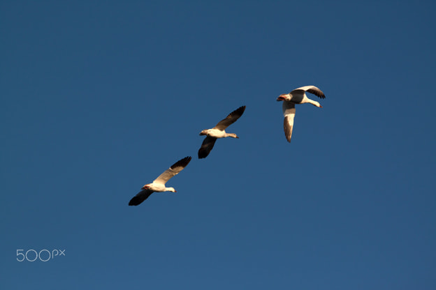Canon EOS 500D (EOS Rebel T1i / EOS Kiss X3) sample photo. Three snow geese photography
