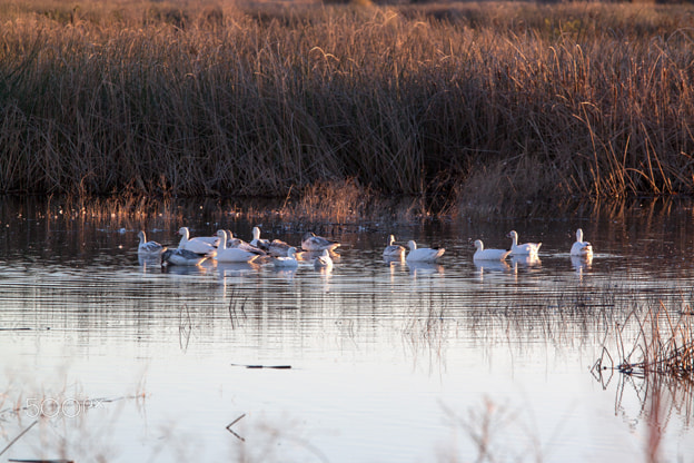 Canon EOS 500D (EOS Rebel T1i / EOS Kiss X3) sample photo. Early morning snow geese photography