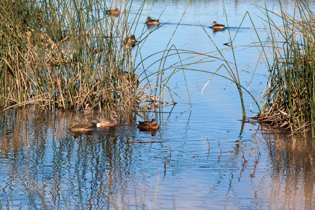 Canon EOS 500D (EOS Rebel T1i / EOS Kiss X3) sample photo. Wigeons in reeds photography