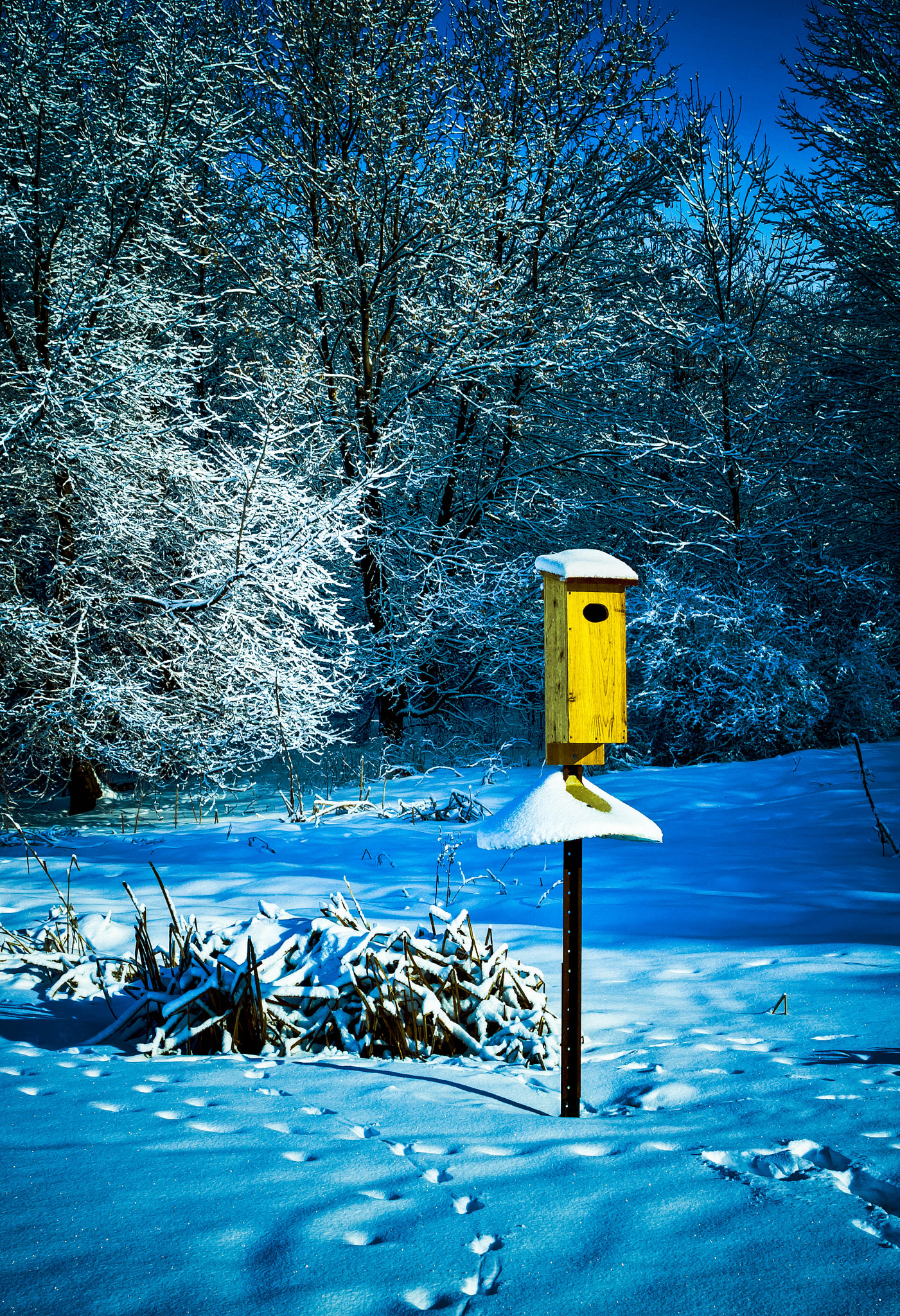 Canon EF 28-105mm f/3.5-4.5 USM sample photo. Birdhouse photography